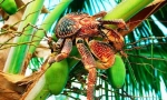 Zloděj palm